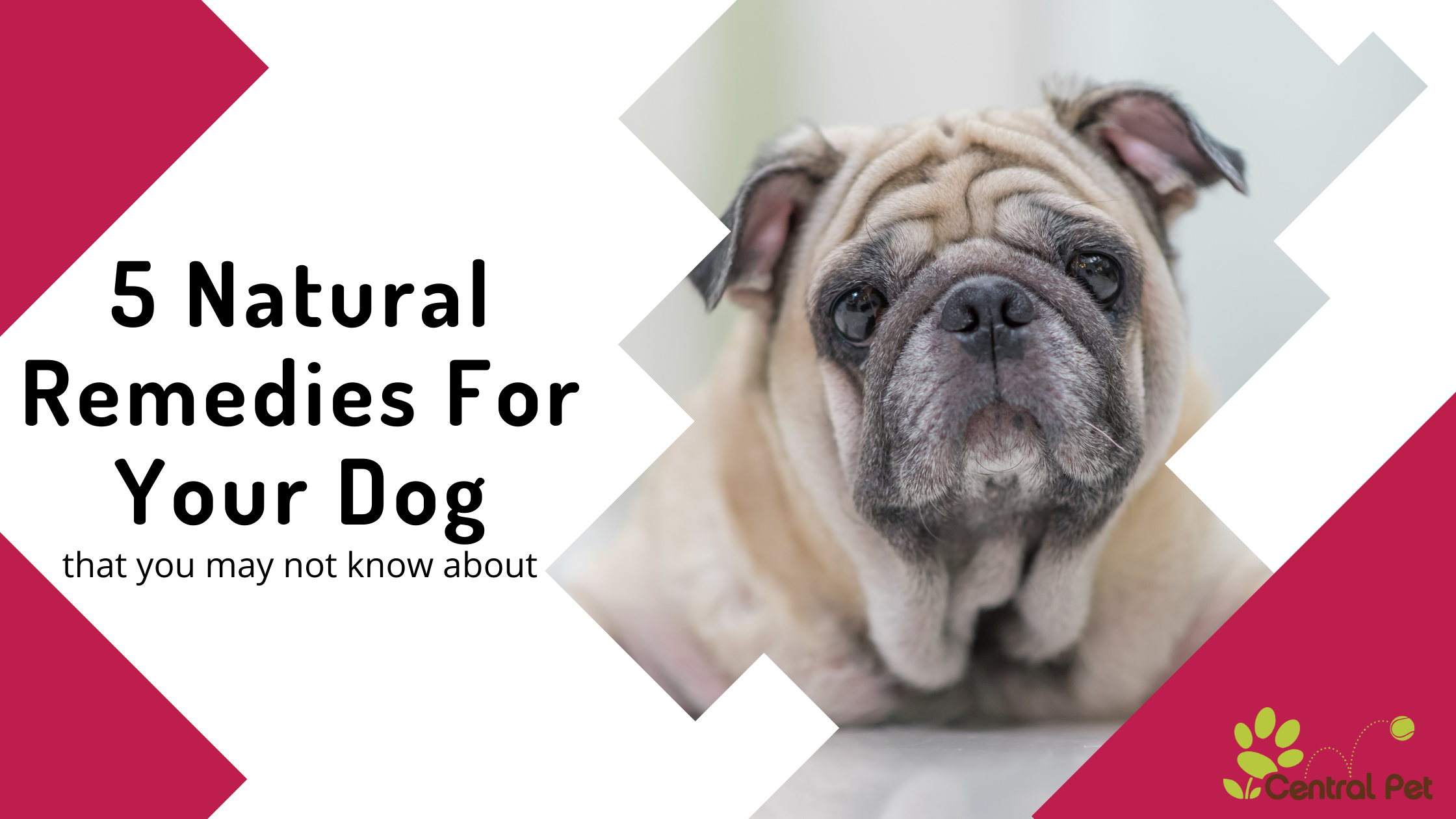 Natural treatment for constipation in cheap dogs